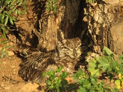 Bubo africanus africanus