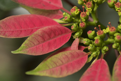Euphorbia pulcherrima
