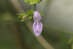 Justiciinae