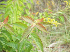 Lonicera maackii