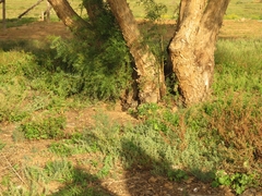 Bubo africanus africanus