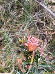 Lambertia formosa
