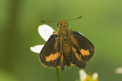 Oriens goloides
