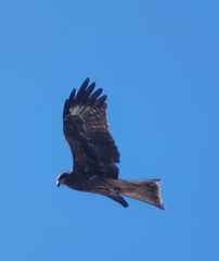 Milvus migrans lineatus