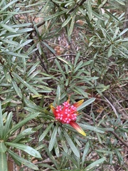 Lambertia formosa