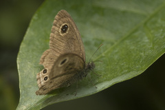 Ypthima baldus