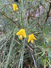 Gompholobium grandiflorum