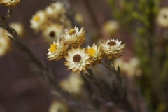 Achyranthemum paniculatum