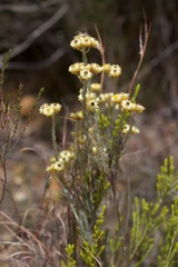 Achyranthemum paniculatum