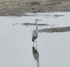 Ardea cinerea jouyi