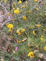 Gompholobium grandiflorum