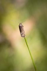 Leistomorpha brontoscopa