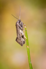 Leistomorpha brontoscopa