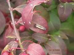 Elasmopalpus lignosella