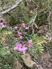 Boronia pinnata