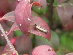 Elasmopalpus lignosella