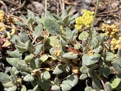 Eriogonum umbellatum
