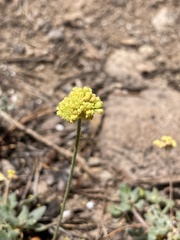 Eriogonum umbellatum
