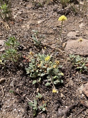 Eriogonum umbellatum