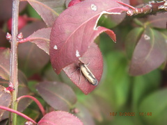Elasmopalpus lignosella