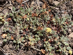 Eriogonum umbellatum