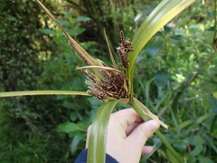 Cyperus ustulatus