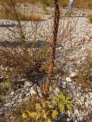 Verbascum