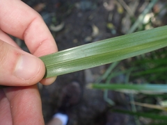 Cyperus ustulatus