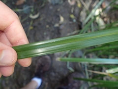 Cyperus ustulatus