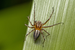 Oxyopes gracilipes