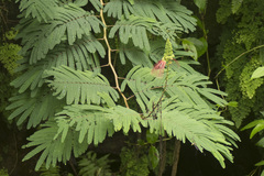 Calliandra