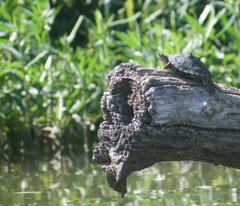 Graptemys pseudogeographica