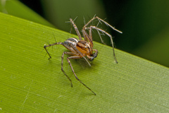 Oxyopes gracilipes