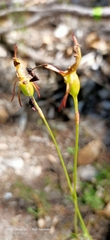Drakaea livida
