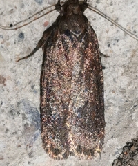 Depressariidae