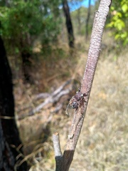 Atrapsalta corticina