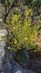 Dillwynia acicularis