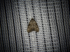 Meganola bryophilalis
