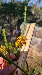 Dillwynia acicularis