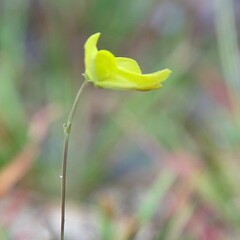 Utricularia subulata