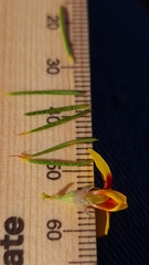 Dillwynia acicularis