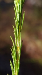 Dillwynia acicularis