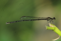 Prodasineura verticalis