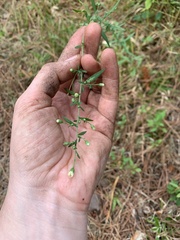 Symphyotrichum pilosum pilosum