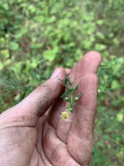 Symphyotrichum pilosum pilosum