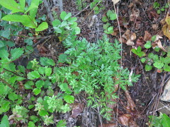 Kitagawia terebinthacea