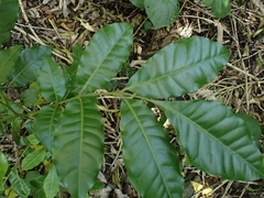Dysoxylum spectabile