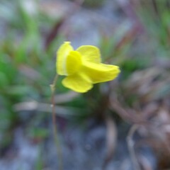 Utricularia subulata