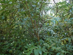 Dysoxylum spectabile