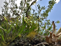 Prosthechea ochracea